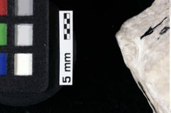 Foto (Detailansicht) von Decapoda indet. (NHMW-GEO-1990-0041-0067b)